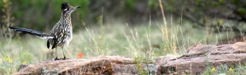 A medium-size bird with black and white feathers and a long tail standing on a rock in a field