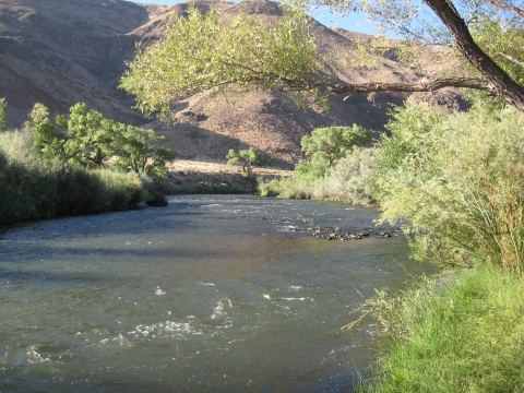 Truckee River with trees lining the banks and hills in the background. 