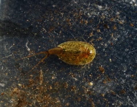 a vernal pool tadpole shrimp sits in a net
