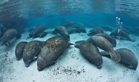 Manatees resting underwater in clear, blue springs