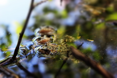 Three spotted frogs cluster together at the calm water's surface.