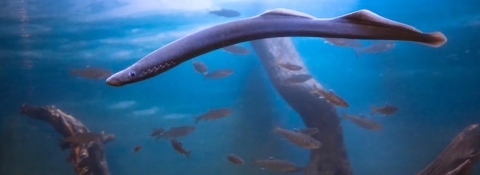 Image of an adult Pacific Lamprey in the Oregon Zoo "Meet Your Ancient Neighbor" exhibit