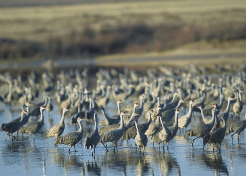 large flock of sandhill cranes standing in shallow water