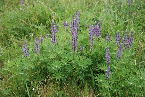 Kincaid's lupine with purple flowers