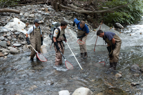 men in stream with electrofishing equipment