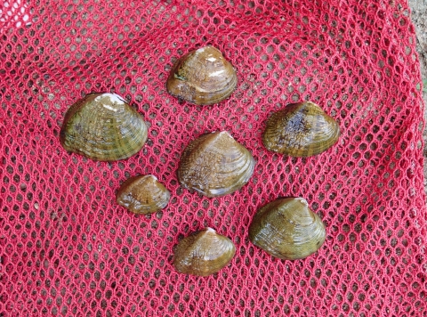 Western fanshell mussels