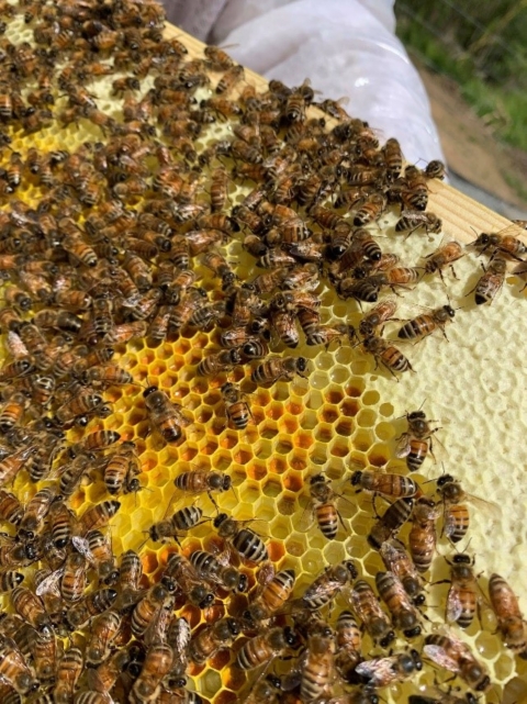 Honeybees storing honey and pollen on an apiary frame