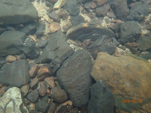 Gray and Brown rock and pebble substrate in the Little Canoe Creek