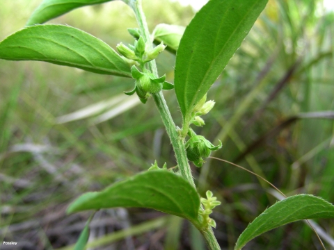 Erect medium herb with a green stem and long oblong leaves. Other grasses visible in the background.