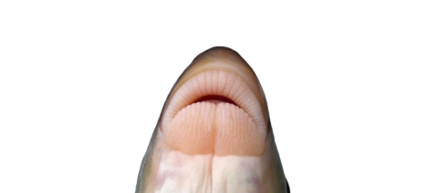 lips of a fish