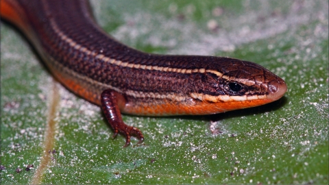 A closeup of a Florida Keys mole skink shows its head down to its front two tiny feet and lower body. Photographed from above, you can see its brown back with tan lengthwise stripes and glimpse the pinkish-red underbelly.