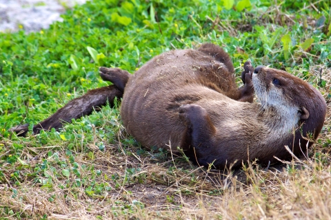A mammal laying on the bank of a river on its back