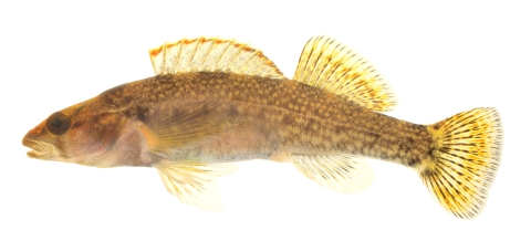 A small elongate fish with a pointed snout, mottled spotted body pattern and faint saddles. 