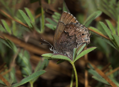 A small brown butterfly rests on a green plant