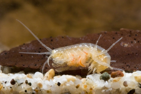 Peck's Cave Aphipod