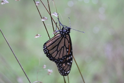 Monarch butterfly rests on a stem as rain drops fall.