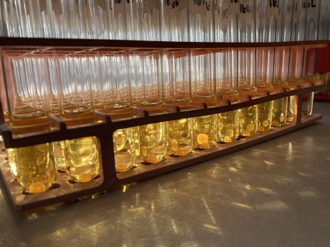 Fish eggs in glass vials