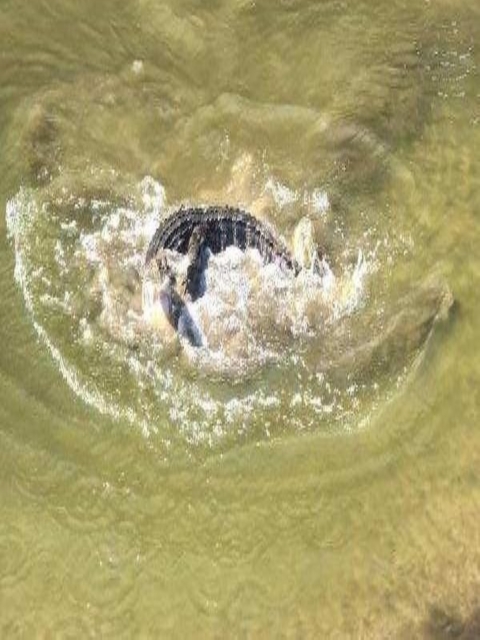 An alligator splashing in a catfish pond at Welaka NFH