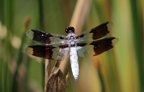 Common whitetail dragonfly