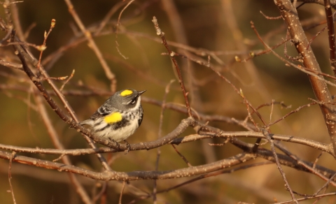 Yellow-rumped warbler Huron Wetland Management District
