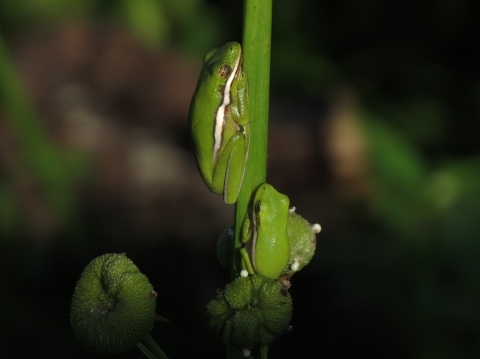 Green tree frogs on the Okefenokee Swamp.