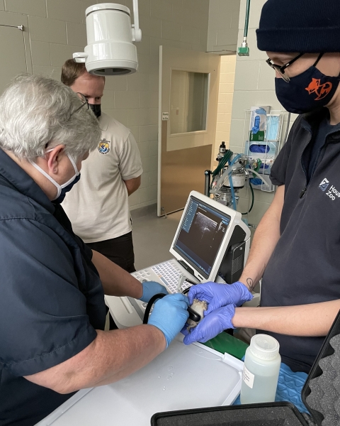 Staff conduct a Houston toad sonogram