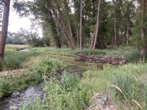 Image of a river channel side channel with growing green riparian area and flowing water
