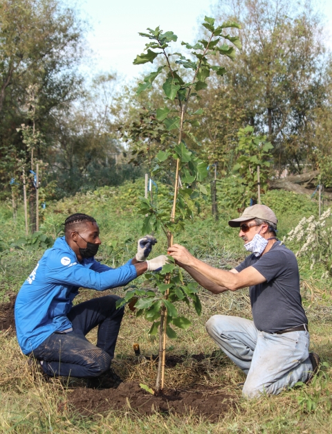 Two men crouch beside a young tree that they have just planted
