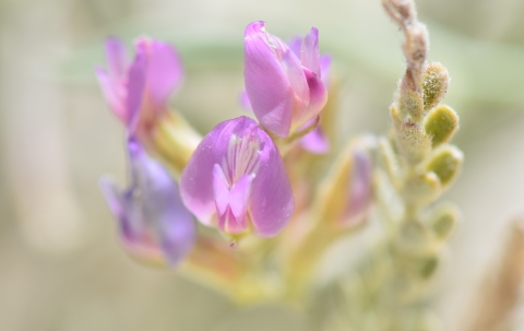 Purple-ish pink flowers stand out in a close up shot of Fish Slough milkvetch flowers.