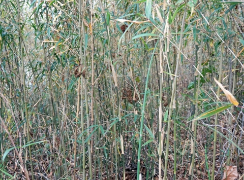Closeup of healthy stands of rivercane 