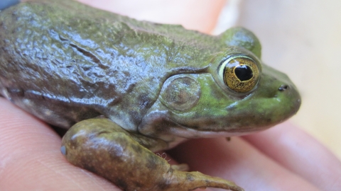 A close-up of the side of a bullfrog