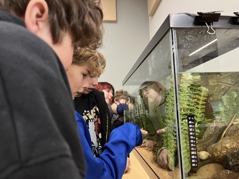 a closeup of a number of students looking closely at American eels in an aquatic tank. One of the students in the front stands pointing at the eels