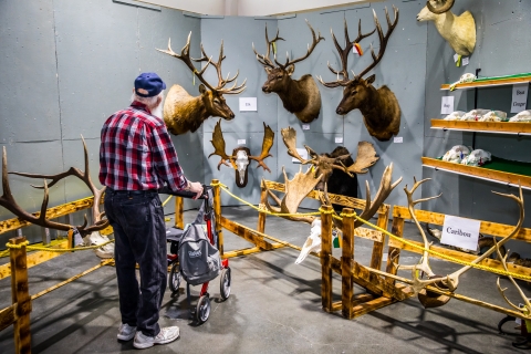 An event participant looks at hunting tophies mounted on a wall