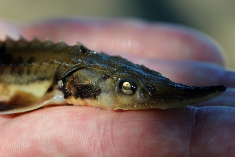 A biologist holds a juvenile lake sturgeon