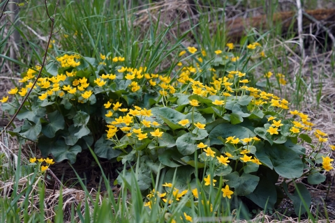 Yellow marsh marigold in bloom