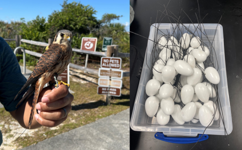 American kestrel trained to capture invasive lizards next to a picture of fake eggs used in tegu live traps