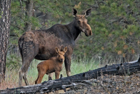 A mother moose stands next to a newborn calf