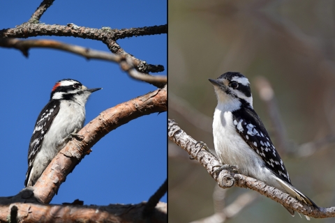 Male (left) and female (right) downy woodpeckers perched in a red pine tree