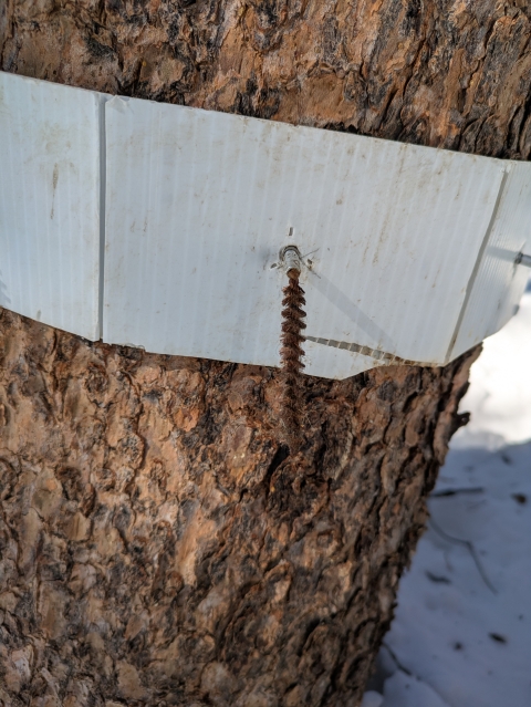 A close-up of a tree is seen with a white piece of cardboard wrapped around. a small brush is sticking out from the cardboard with brown bristles.