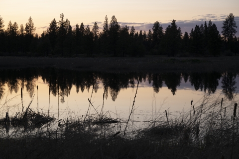 Pine trees under a purple and orange dusky sky reflect in a wetland pond.