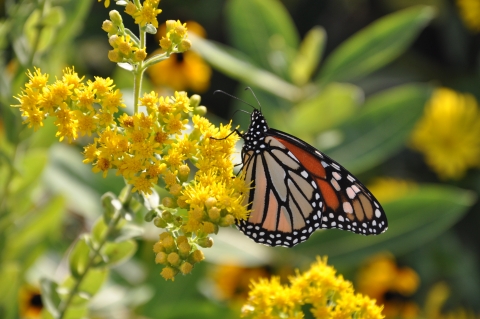 orange and black monarch butterfly on yellow stiff goldenrod flower