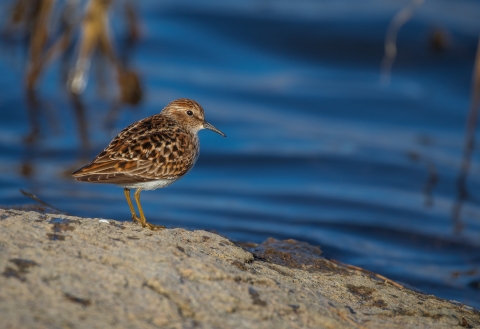 mottled brown shorebird on dry rock with blue water in background