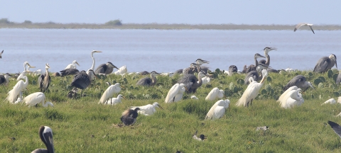 Dozens of gray and white birds sit on short grasses near the shore.