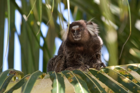 a small brown monkey with a white face and white tufts near their ears