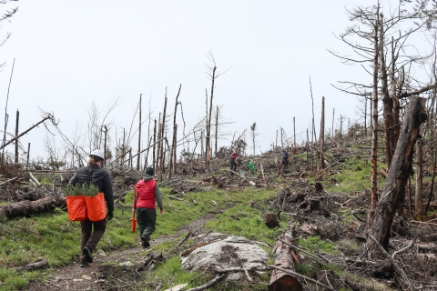 Two people walking a trail through a denuded forest, one carrying several small trees in bags