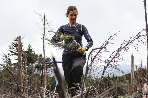 Woman standing in a denuded forest, holding a bag of small trees