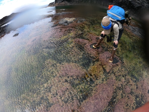Biologist looking in tidepool on St Lazaria island.