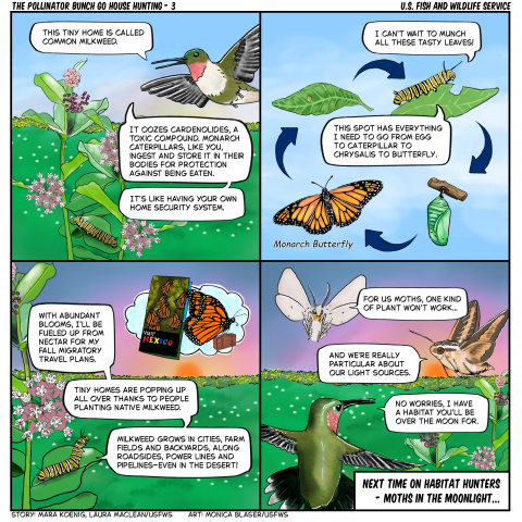 4 panel comic, A ruby-throated hummingbird helps a monarch caterpillar find its home on a common milkweed plant. The hummingbird explains that common milkweed contains chemicals called cardenolides that monarch caterpillars store in their bodies for protection from predators. The caterpillar says the milkweed flowers will provide nectar for the adult butterfly and support migration. The comic notes that people are planting native milkweed in cities, farms, roadsides, backyards and other locations.