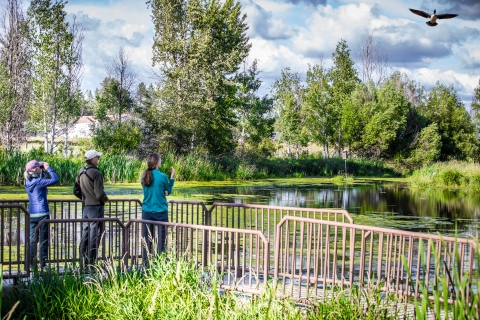 A group of birders stands on a floating dock in the middle of a wetland