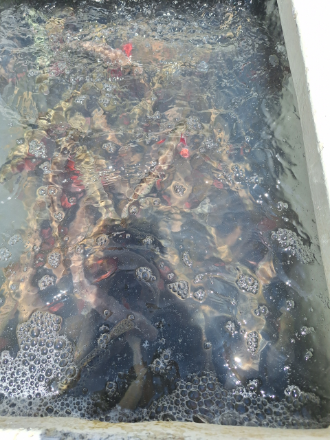 A water tank filled with Hayden Creek cutthroat trout